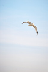 birds on the sea and on lights in turkey