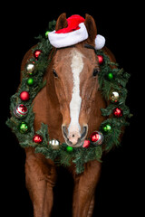 Christmas Horse with Santa Hat