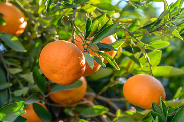 juicy tangerines on tree branches in a tangerine garden 5