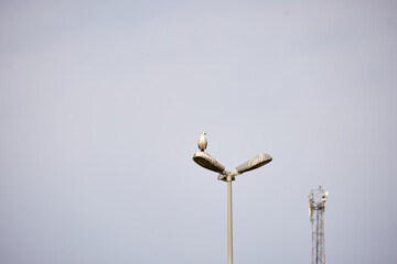 birds on the sea and on lights in turkey