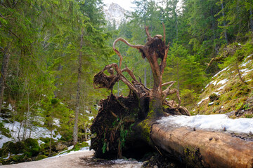 Scenery of a large tree that fell down due to the strong winds