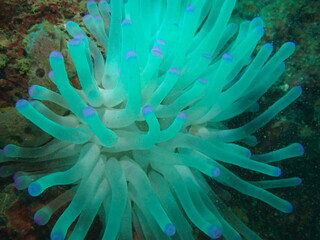 Naklejka na ściany i meble anemone in the ocean 