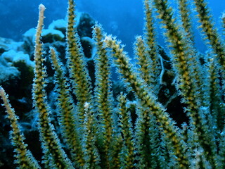 coral reef in the ocean 