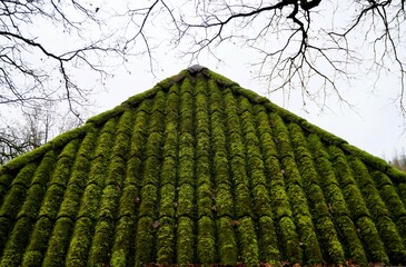 Mit grünem Moos bedecktes Dach von Haus vor Baumästen und weißem Himmel bei Regen am Morgen im...