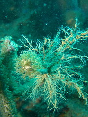 Fototapeta na wymiar underwater view of the caribbean 