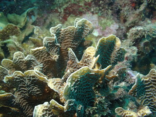 underwater view of the caribbean 