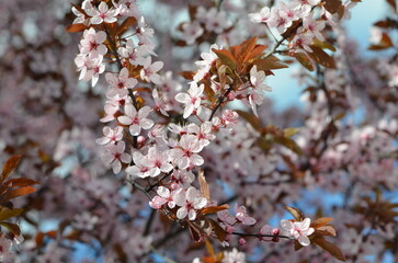 pink plum blossom in the garden