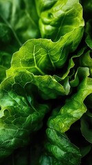 Obraz premium Fresh Green Lettuce with Dewdrops, Highlighting Organic Food and Healthy Eating
