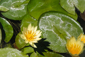 Close up of a lily in a pond