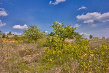 Spring landscape with blooming yellow broom bushes in the foreground.