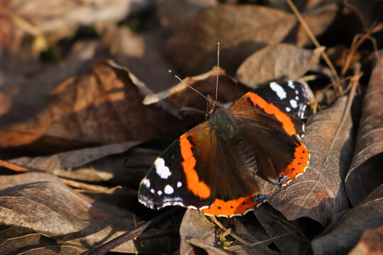 red admiral butterfly on autumn leaves