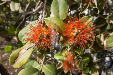 Zylinderputzer (Callistemon spec.) - blühender Strauch