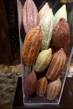 cocoa beans in different colors in a horizontal glass showcase