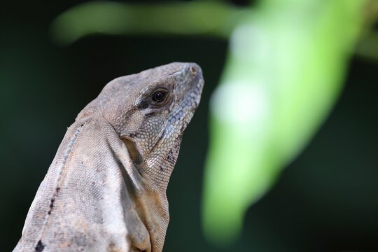 head of a lizard with blurry green background of a plant