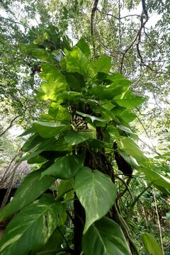 Tree with trunk covered in big green leaves, view up to the treetop
