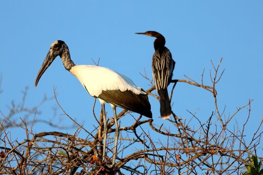 black and white Marabu stork on a tree