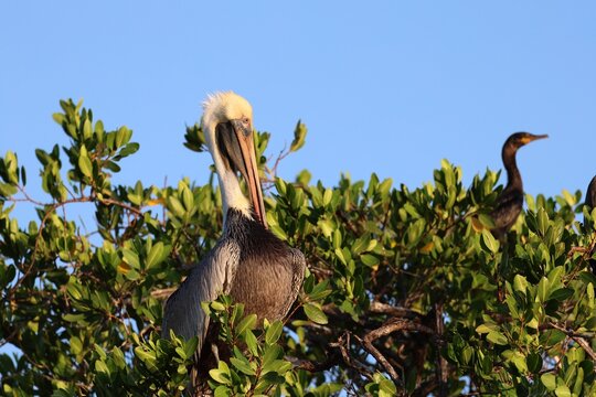 Pelican on a tree