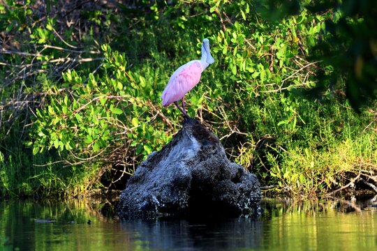roseate spoonbill bird standing on a black rock in the water with green bushes behind