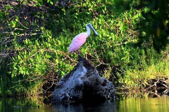 roseate spoonbill on a black rock in water with green bushes behind