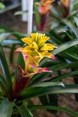 Yellow bromeliads with beautiful green leaf