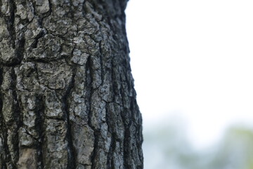 Fototapeta premium corteza de Árbol