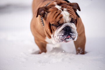 beautiful brutal English bulldog of brown color in a collar in the snow in winter. dog enjoying a...