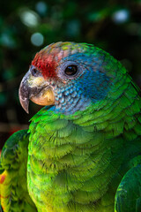 blue and green parrot