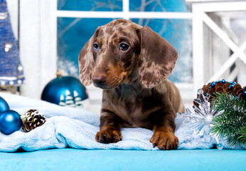 Puppy merle dachshund, New Year's puppy, Christmas dog