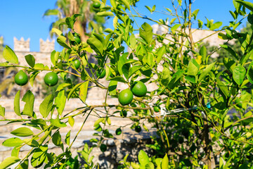 Citrus fruits on the tree. Background with selective focus and copy space