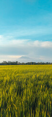 Small river on the edge of a rice farm in afternoon