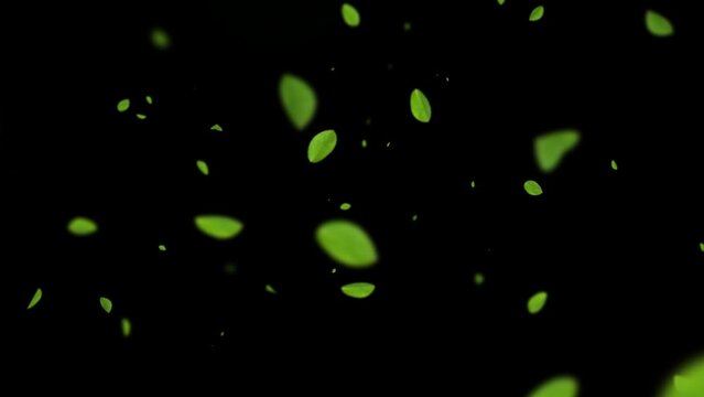 Green leaves are flying in slow motion. transparent alpha mask with a black background