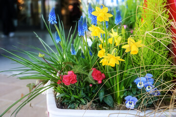 Potted spring flowers like daffodils and grape hyacinths on the street as colorful Easter decoration in the city, copy space, selected focus