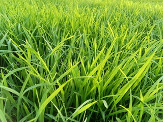 Rice plant seeds, green leaves. ready to be moved and planted into prepared land.
