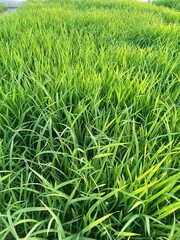 Rice plant seeds, green leaves. ready to be moved and planted into prepared land.