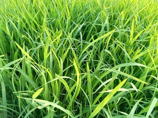Rice plant seeds, green leaves. ready to be moved and planted into prepared land.