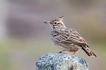 Crested Lark