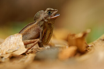 Otocryptis wiegmanni - Brown-patched kangaroo lizard, Sri Lankan kangaroo lizard or Wiegmann's...