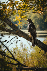 Hawk in the Marsh Wetlands 
