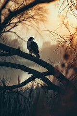 Hawk in the Marsh Wetlands at sunrise 