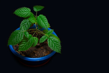 young plant in a pot