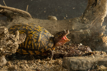 Obraz premium Box turtles are omnivorous. Their eagle eyes and keen sense of smell help them find foods such as snails, insects, berries, fungi, slugs, worms, flowers, fish