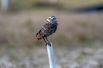 Burrowing Owls are small, sandy colored owls with bright-yellow eyes. They live underground in...