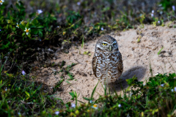 Burrowing Owls are small, sandy colored owls with bright-yellow eyes. They live underground in...