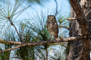 Burrowing Owls are small, sandy colored owls with bright-yellow eyes. They live underground in burrows they’ve dug themselves or taken over from a prairie dog, ground squirrel, or tortoise