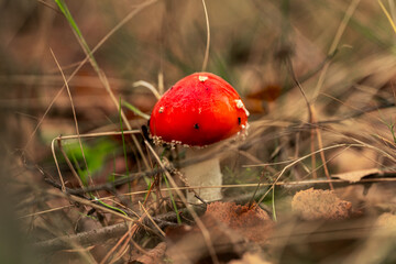 The poisonous mushroom Amanita muscaria in the forest.