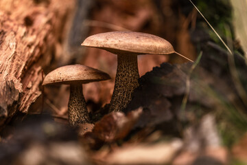 Edible forest mushroom Leccinum scabrum.