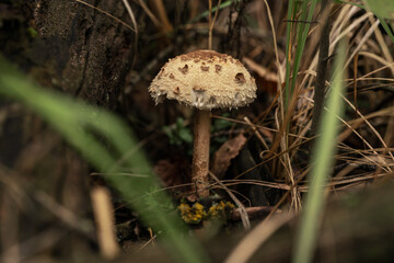 Forest edible mushroom Macrolepiota procera, or parasol mushroom.