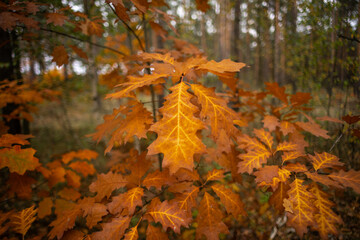 Autumn oak leaf on a branch.