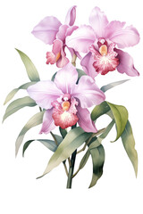 Watercolor Cattleya Orchid flower. Pink floral arrangement botanical illustration isolated with a transparent background.  Blossom flowers design.