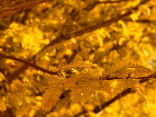 紅葉した針葉樹